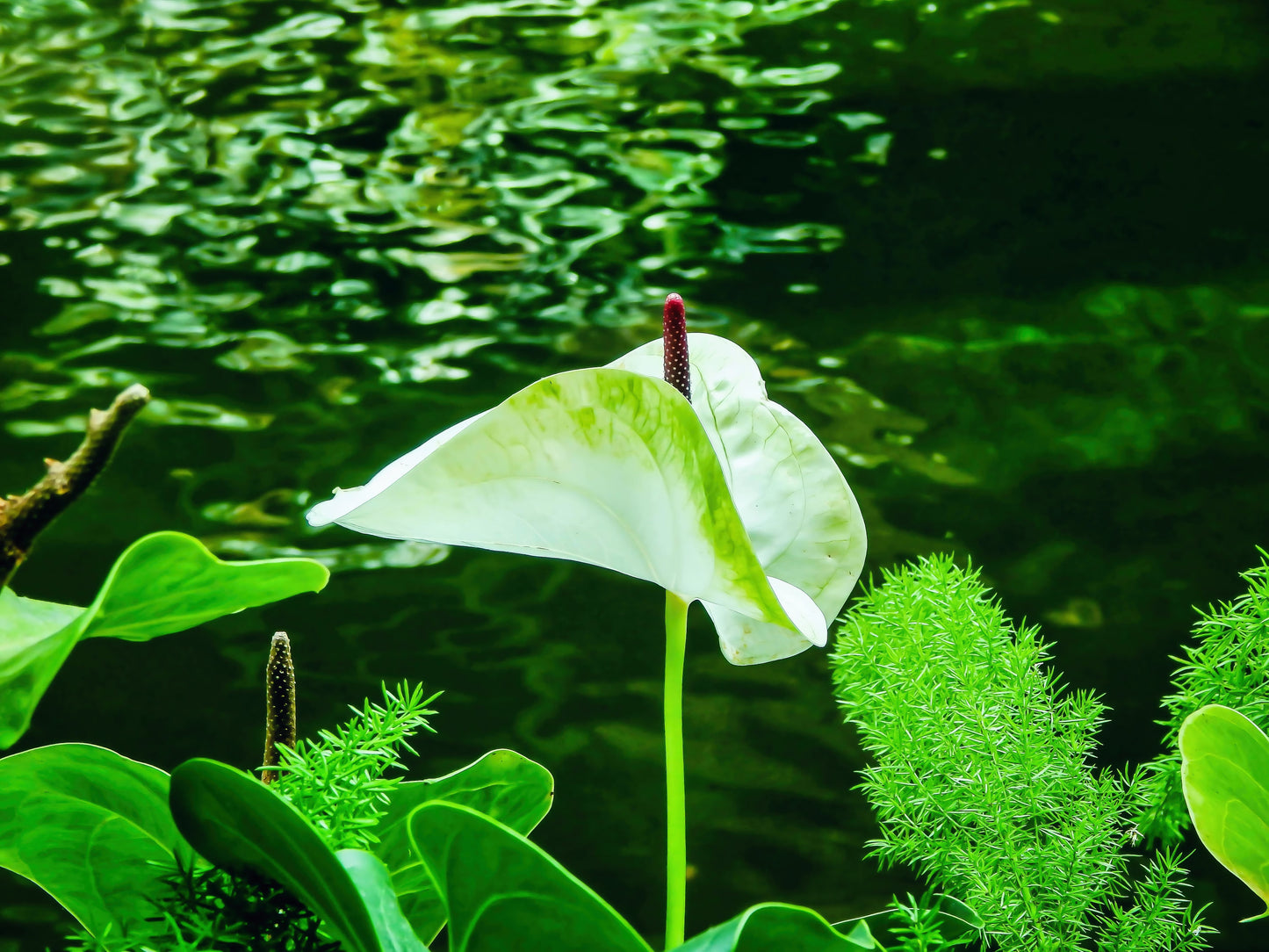 Peaceful White Anthurium Flower by River Digital Print