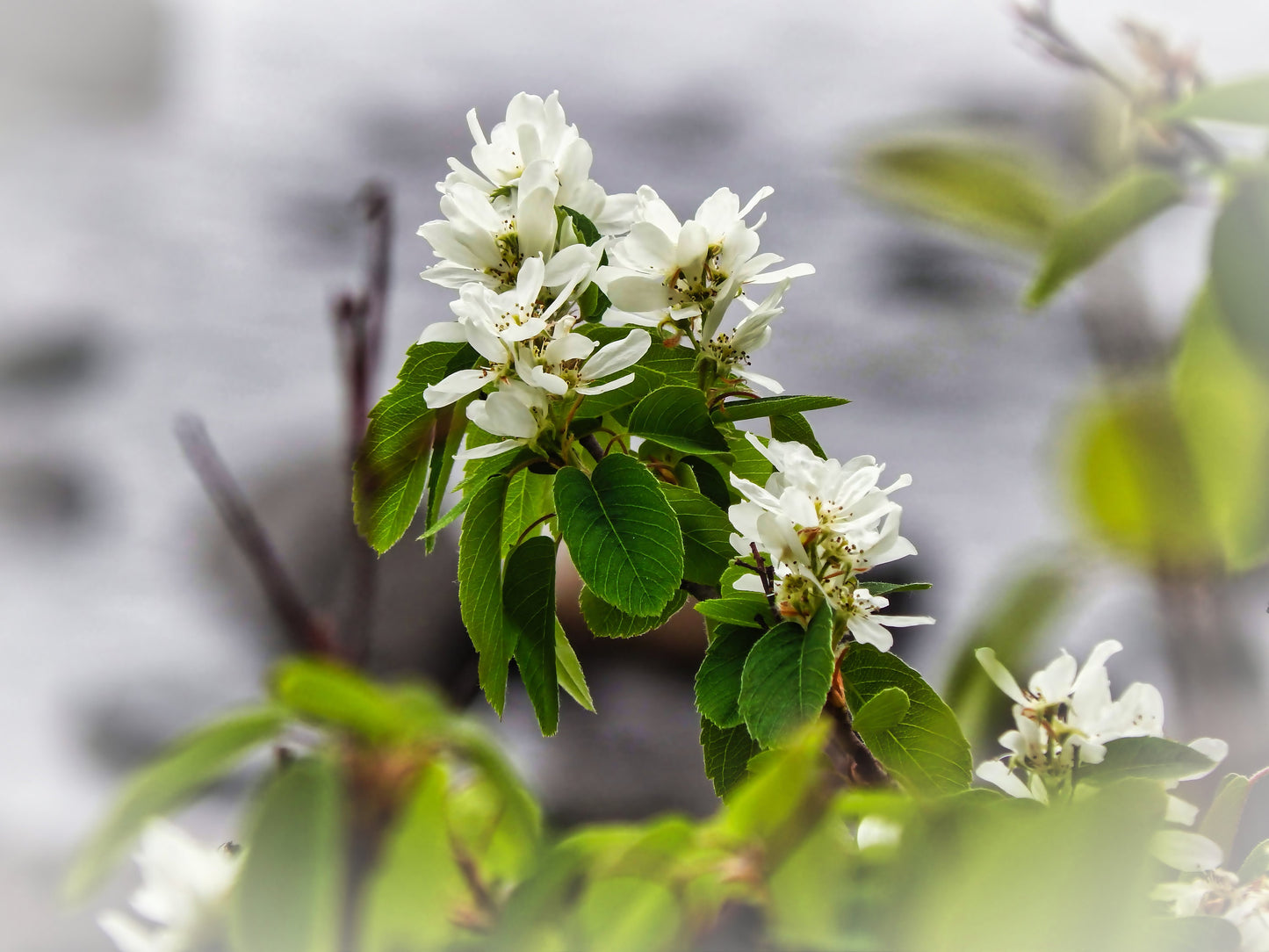 White Juneberry Serviceberry Floral Digital Print