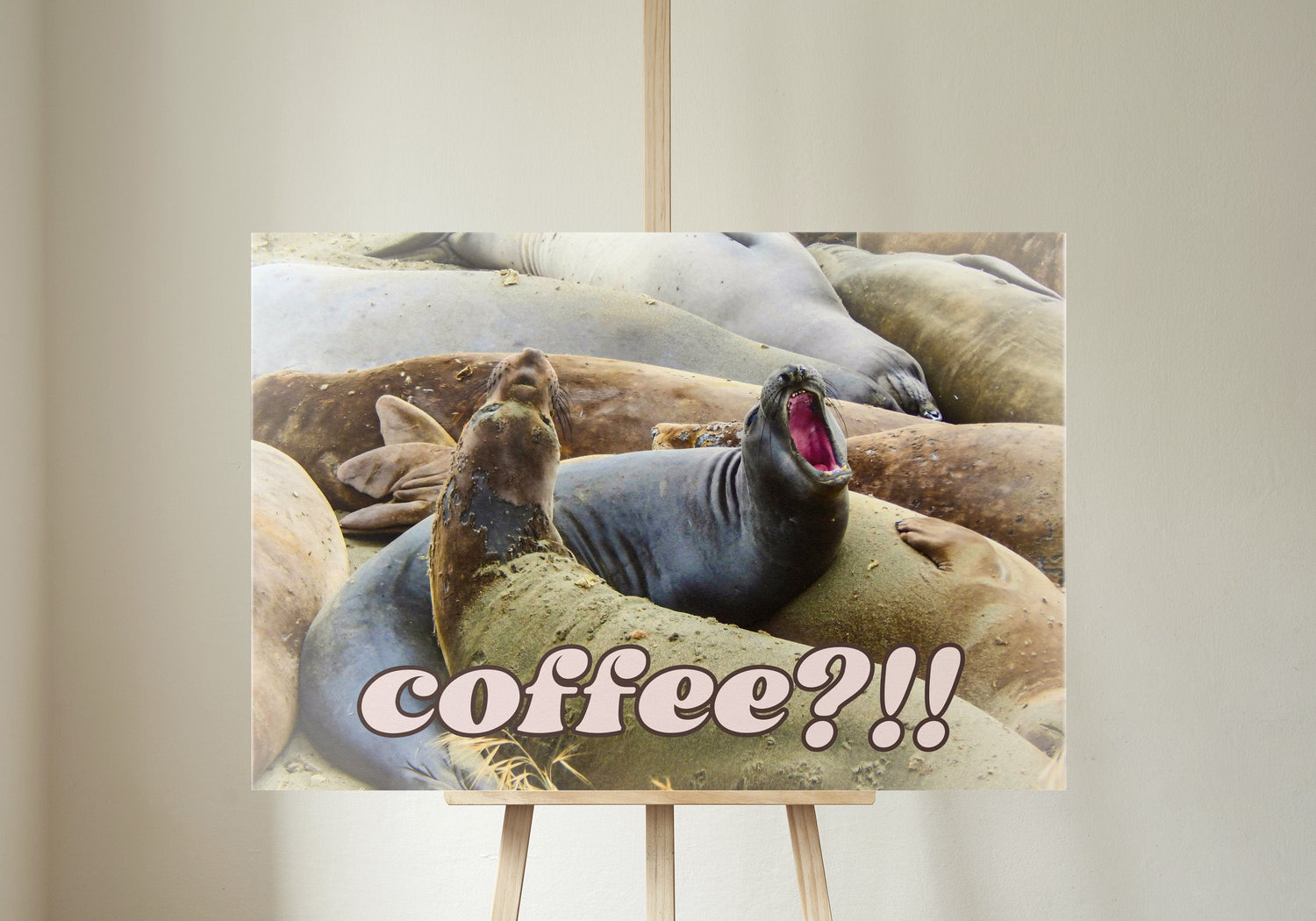 photo of elephant seals on beach calling out with coffee?!! text on bottom