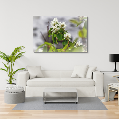 White Juneberry Serviceberry Floral Digital Print