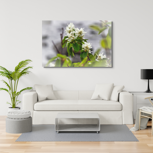 White Juneberry Serviceberry Floral Digital Print