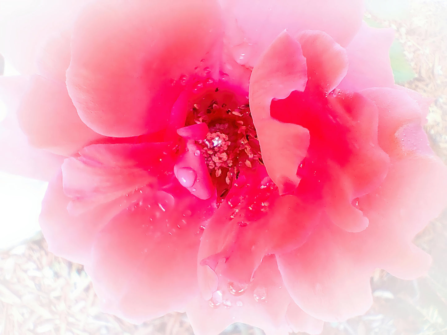 Raindrops on Coral Pink Roses Floral Digital Print