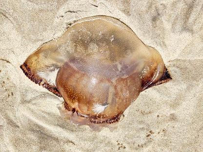 Gold Color Giant Jelly Fish Sealife Digital Print 2