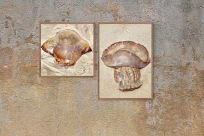 Gold Color Giant Jelly Fish Sealife Digital Print