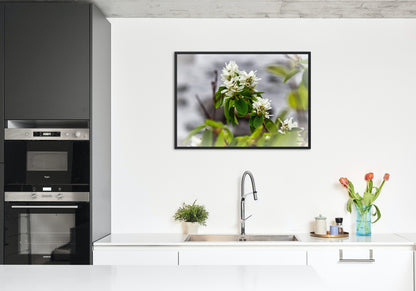 White Juneberry Serviceberry Floral Digital Print