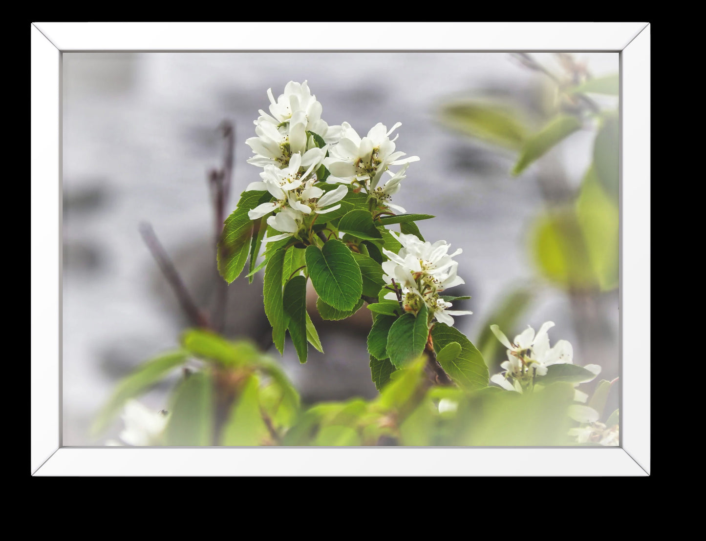 White Juneberry Serviceberry Floral Digital Print