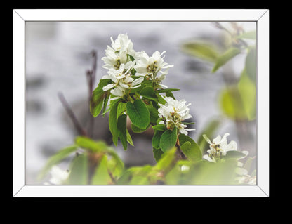 White Juneberry Serviceberry Floral Digital Print