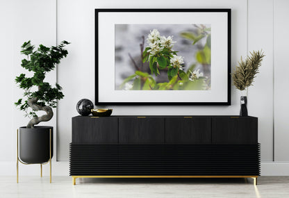 White Juneberry Serviceberry Floral Digital Print