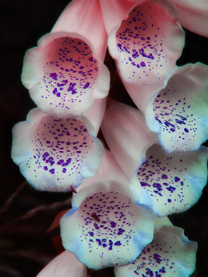 White Foxgloves With Purple Specks Floral Digital Prints