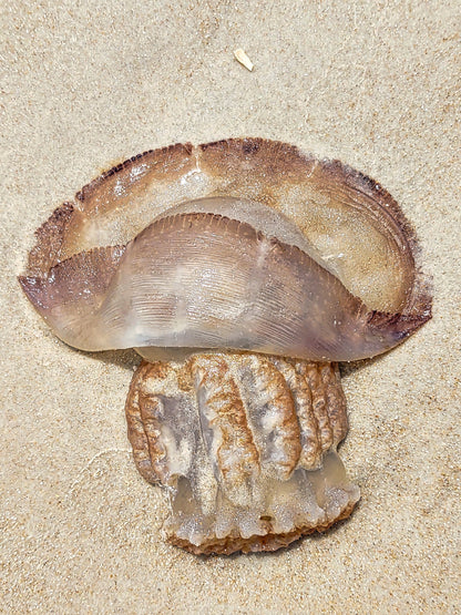 Gold Color Giant Jelly Fish Sealife Digital Print