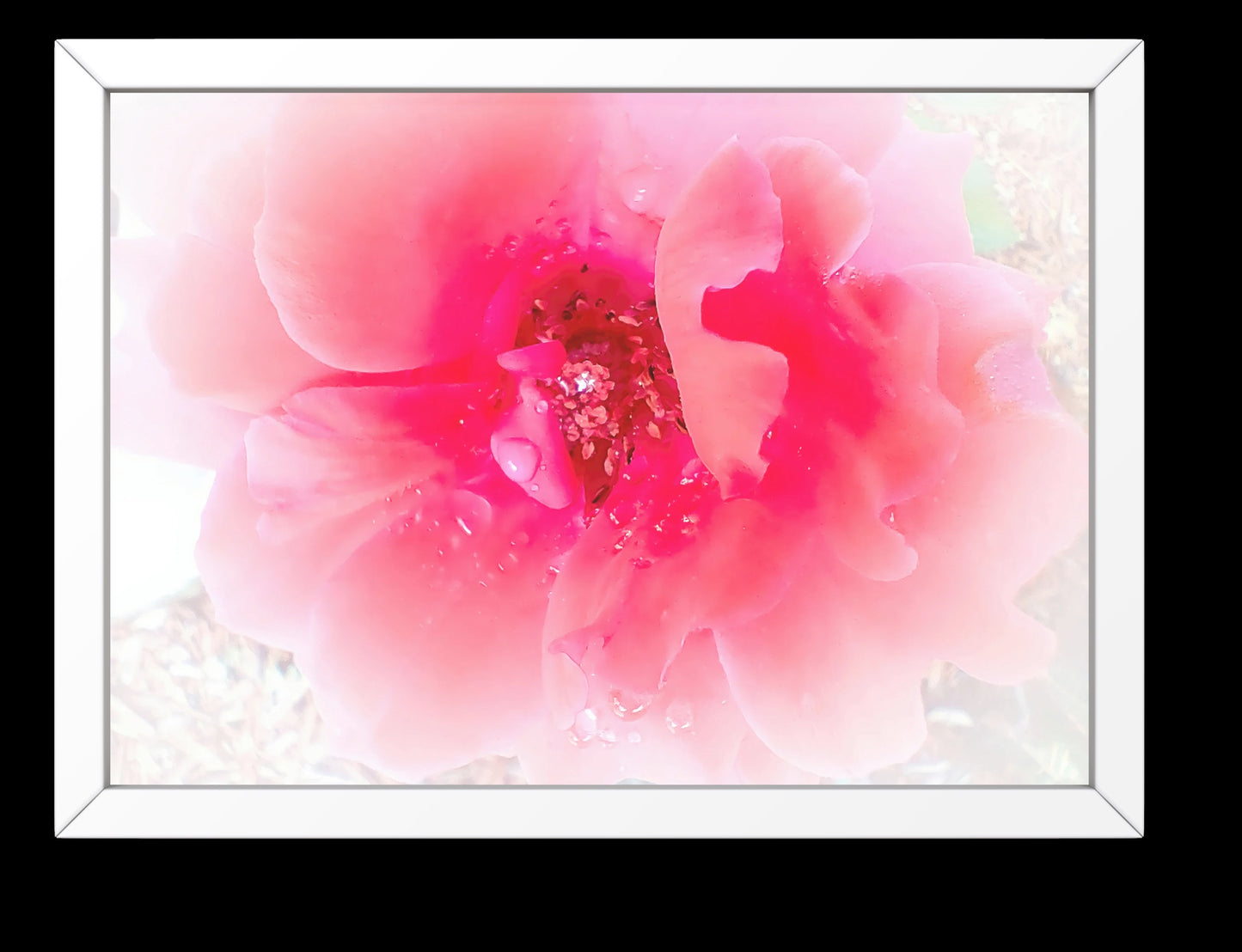 Raindrops on Coral Pink Roses Floral Digital Print