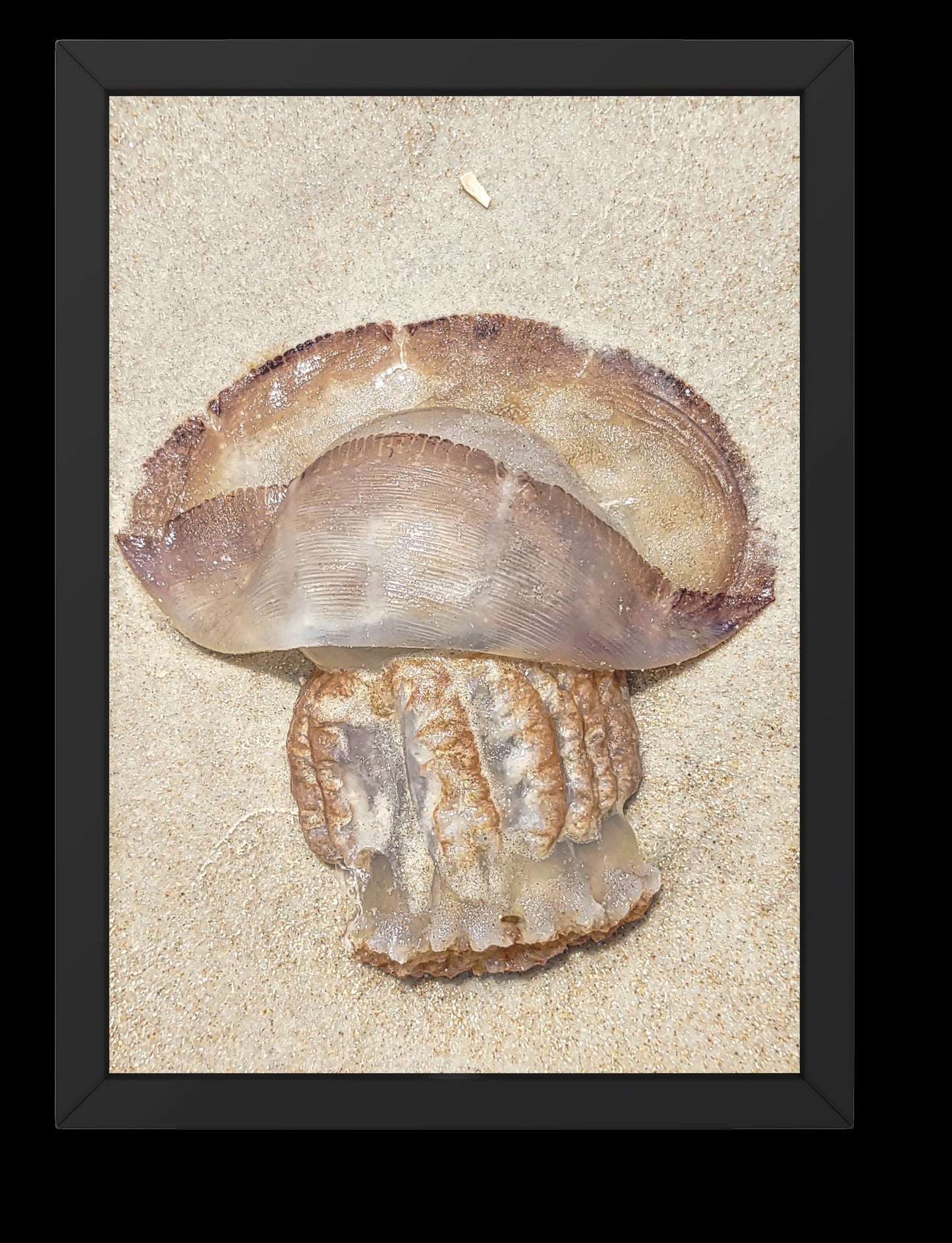 Gold Color Giant Jelly Fish Sealife Digital Print