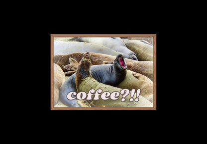 Elephant Seals at San Simeon California "Coffee" Quotes Coastal Digital Print