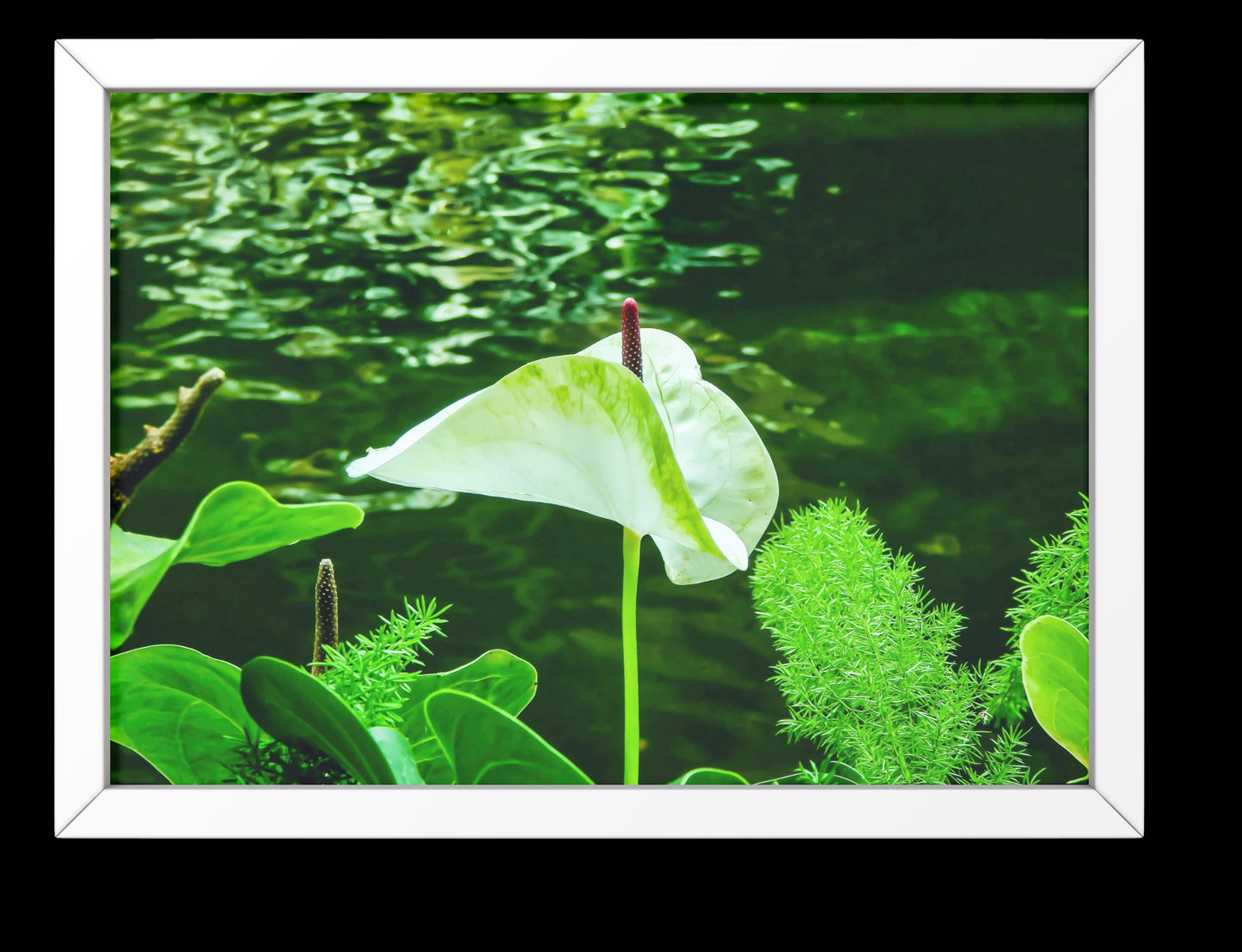 Peaceful White Anthurium Flower by River Digital Print