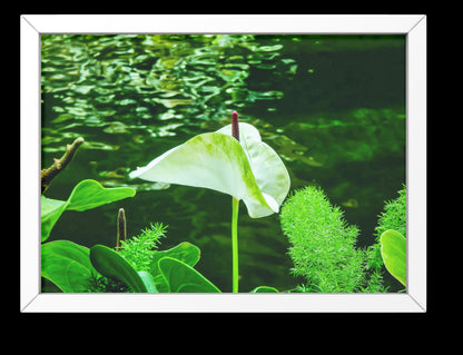 Peaceful White Anthurium Flower by River Digital Print
