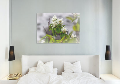White Juneberry Serviceberry Floral Digital Print
