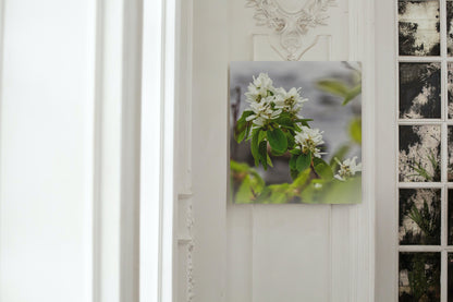 White Juneberry Serviceberry Floral Digital Print