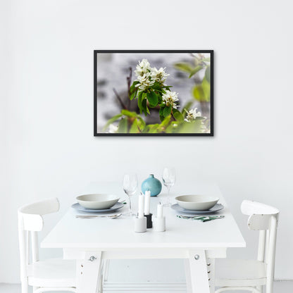 White Juneberry Serviceberry Floral Digital Print
