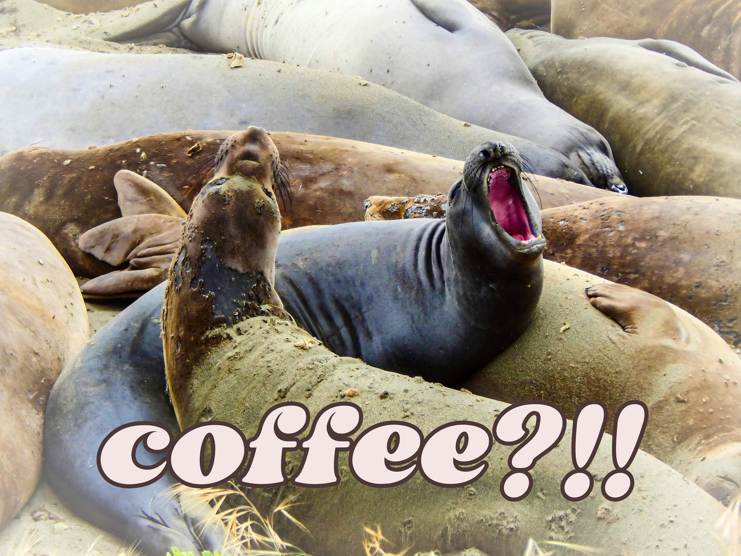 Elephant Seals at San Simeon California "Coffee" Quotes Coastal Digital Print