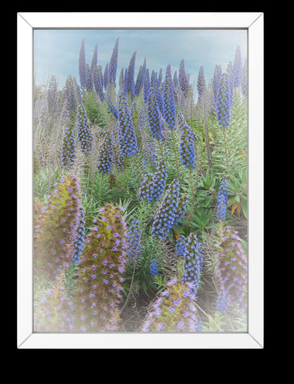 Beautiful Field of Boraginaceae Blue Flowers Digital Print