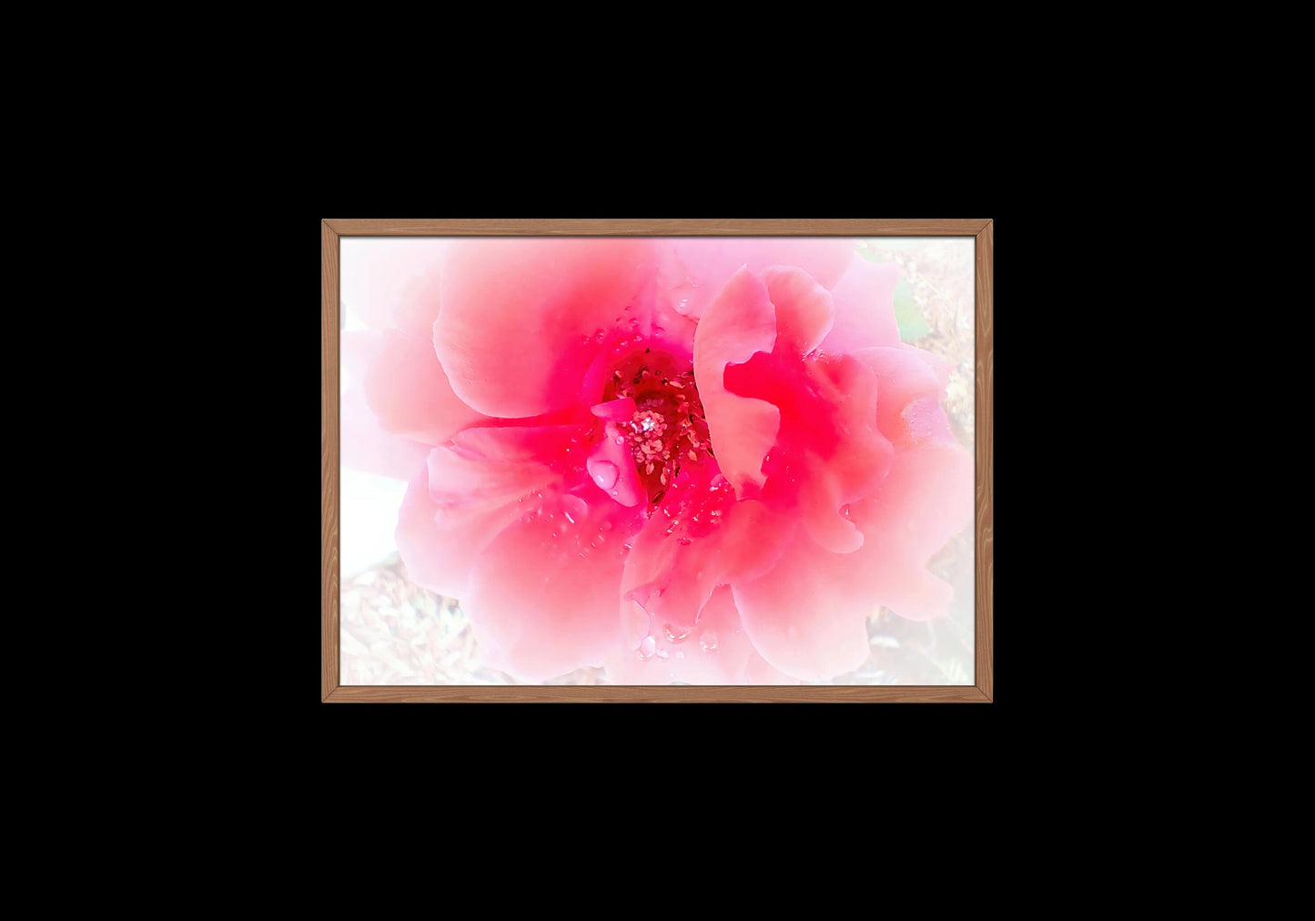 Raindrops on Coral Pink Roses Floral Digital Print