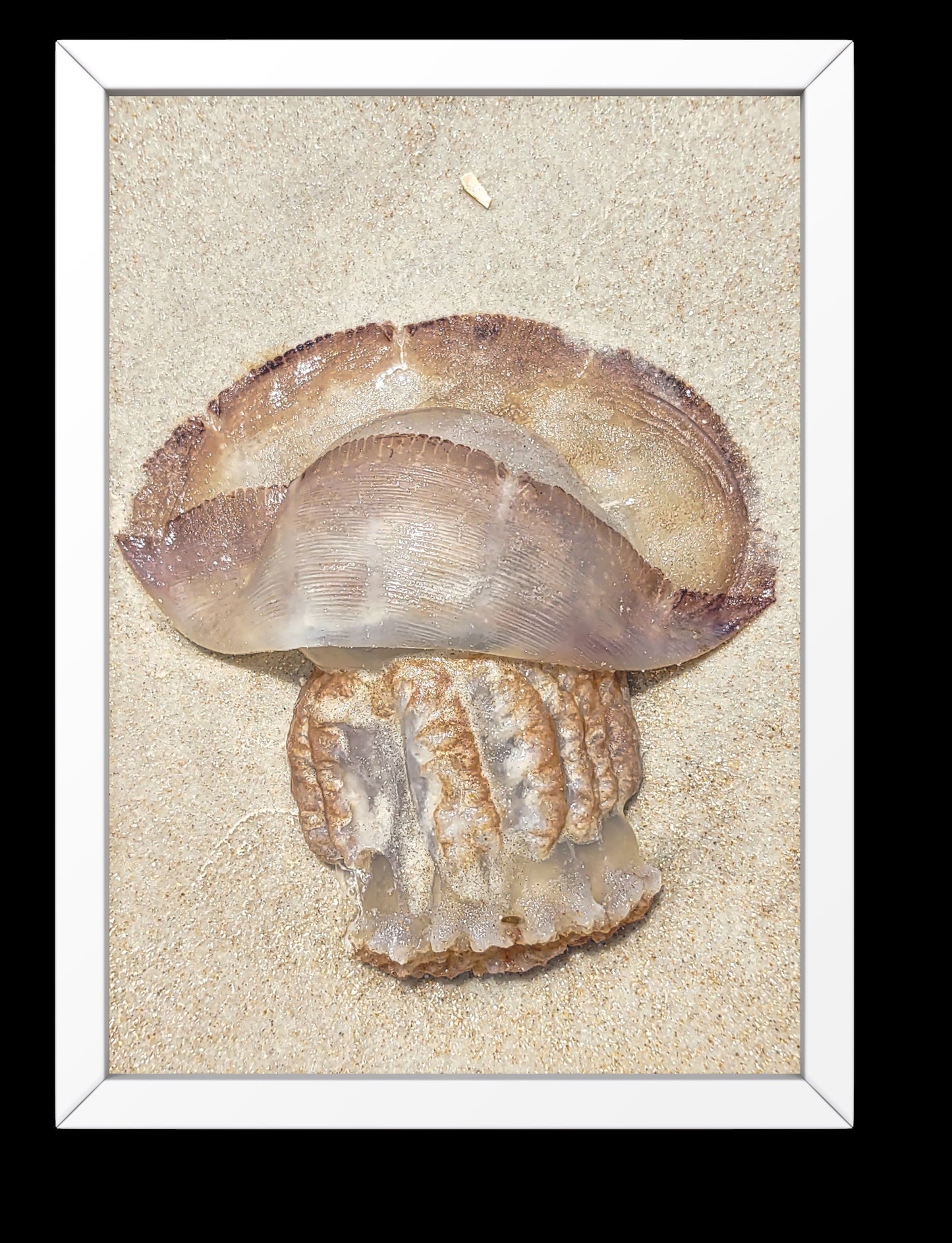 Gold Color Giant Jelly Fish Sealife Digital Print