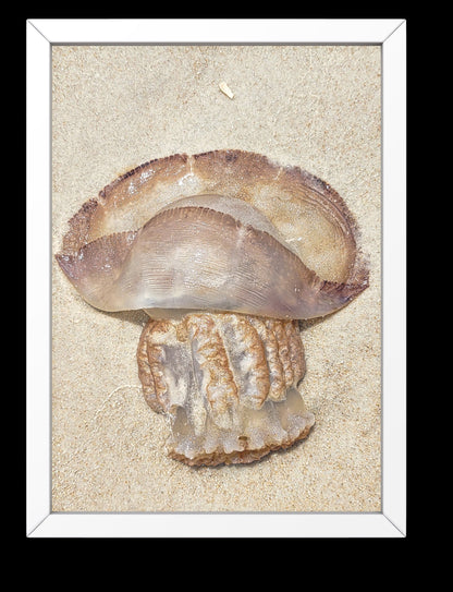 Gold Color Giant Jelly Fish Sealife Digital Print