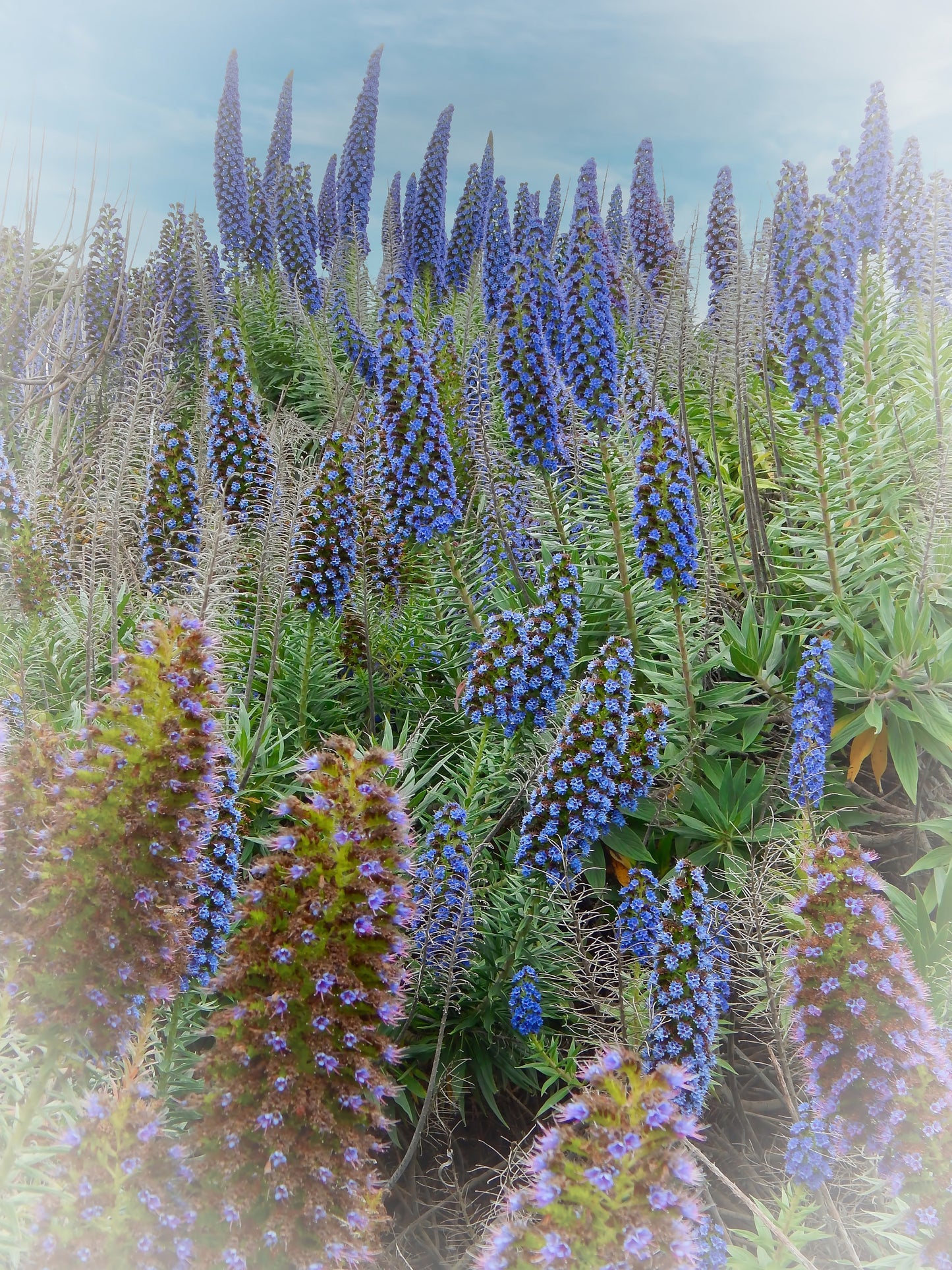 Beautiful Field of Boraginaceae Blue Flowers Digital Print