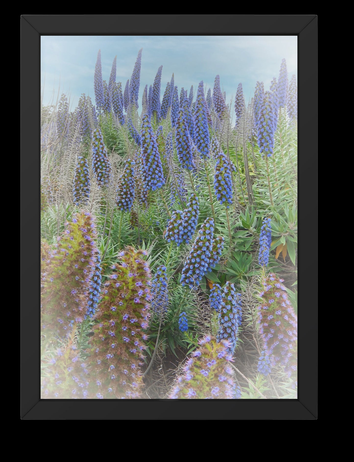 Beautiful Field of Boraginaceae Blue Flowers Digital Print