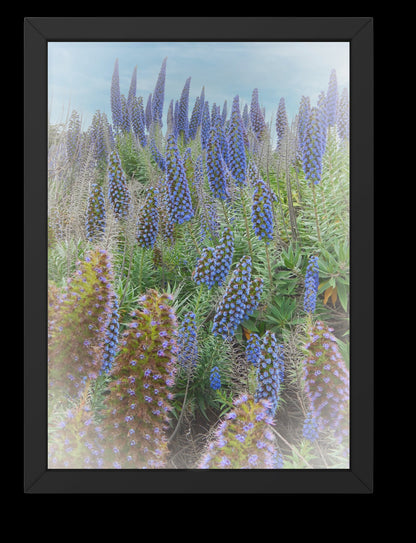 Beautiful Field of Boraginaceae Blue Flowers Digital Print